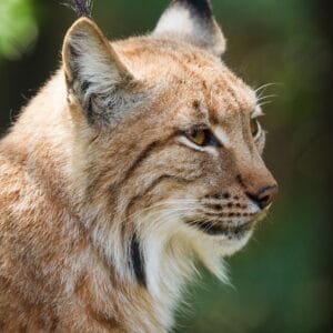 Lynx