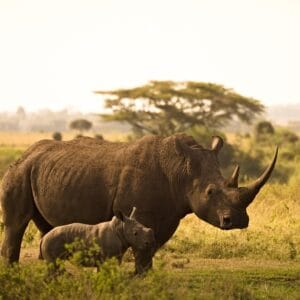 Neushoorn