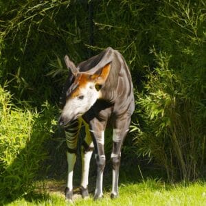 Okapi