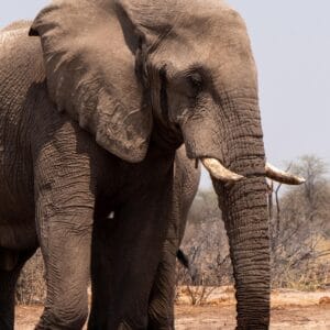 Olifant