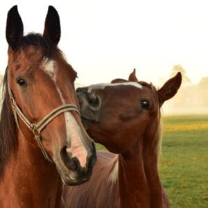 Paard
