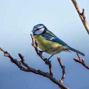 Pimpelmees