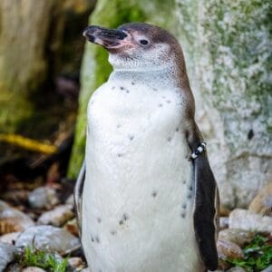 Pinguin