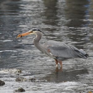 Reiger