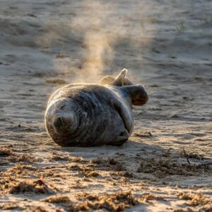 Zeehond