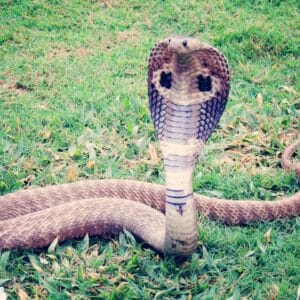 Cobra