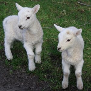 Lammetjes