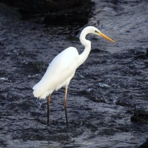 Zilverreiger